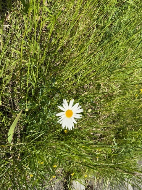 🌼