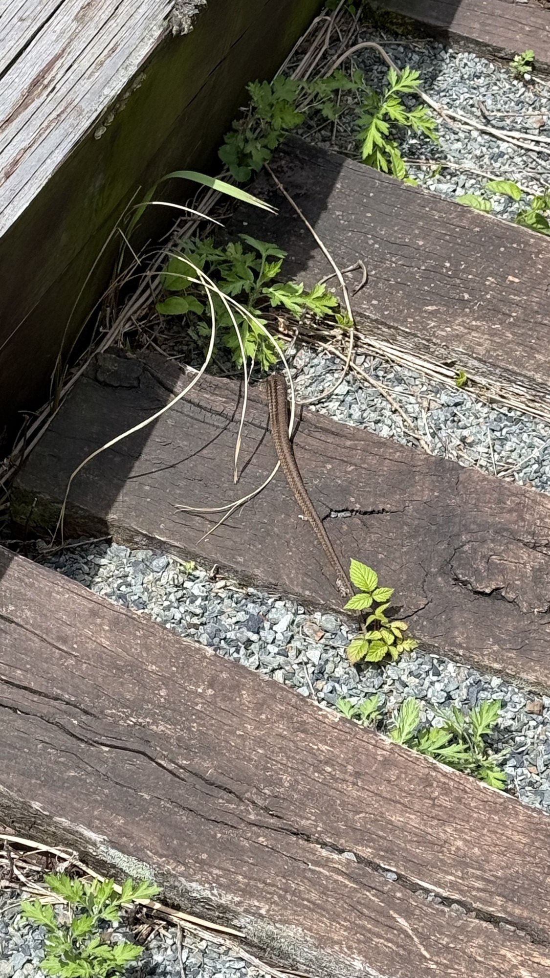 #🐍