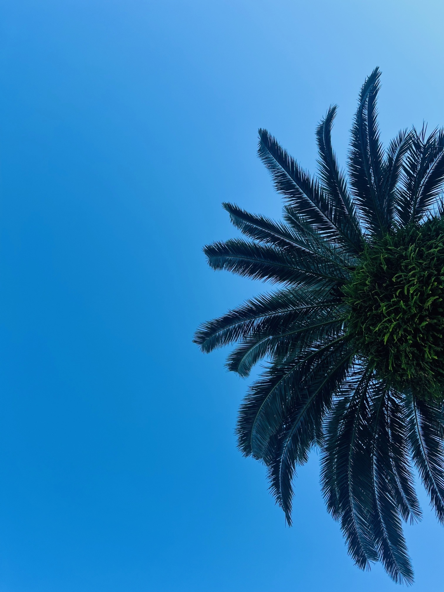 🌴