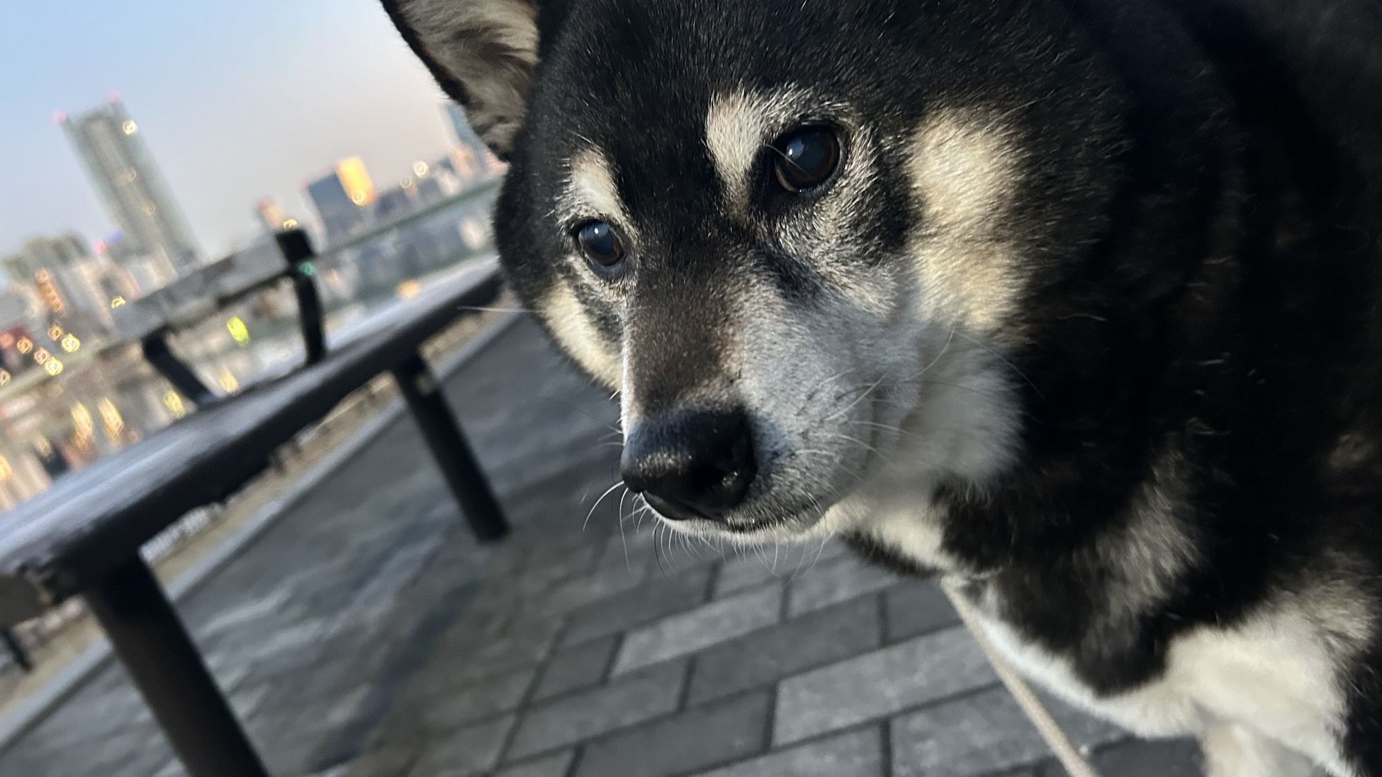 #おとうと