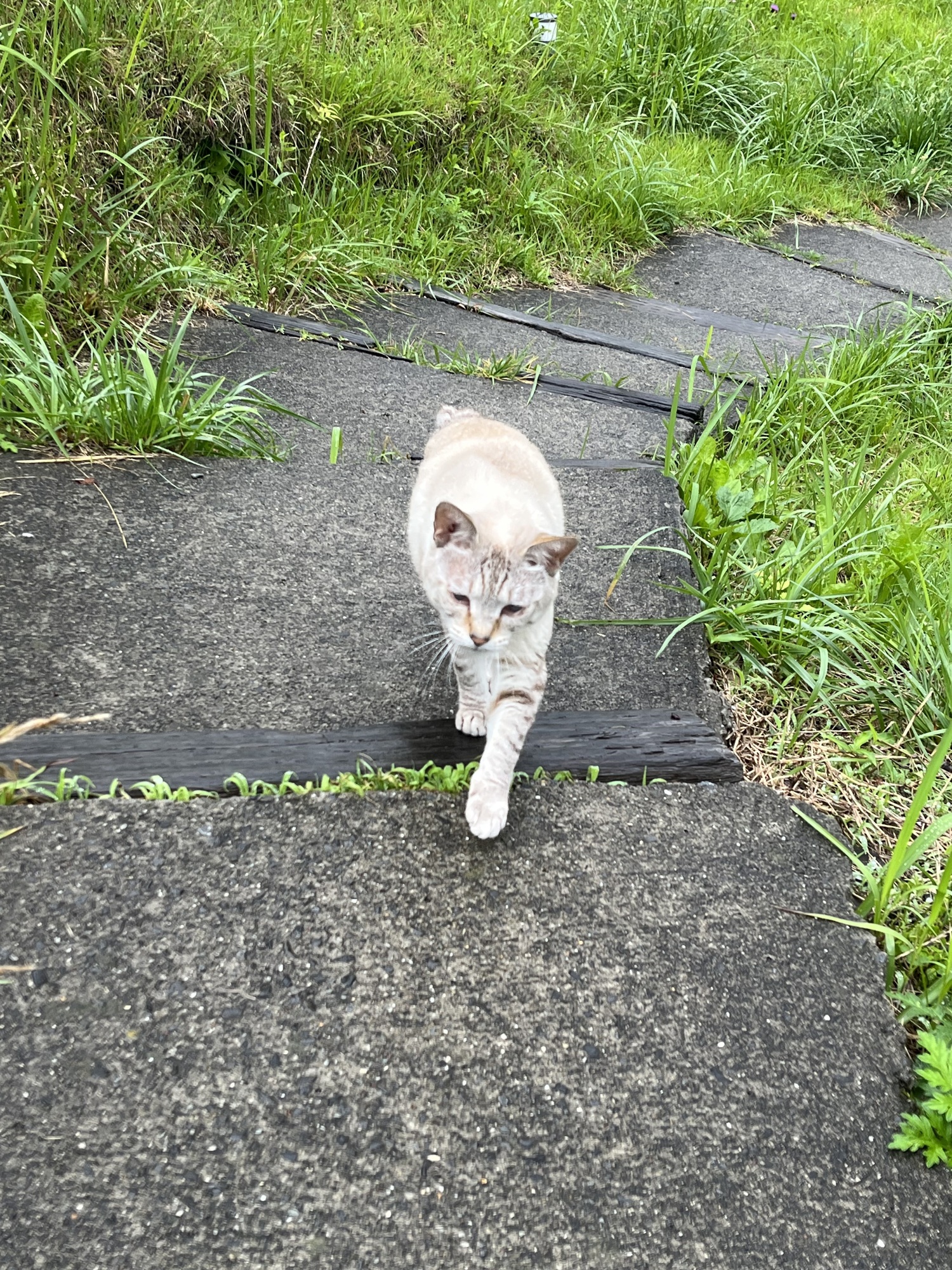 🐈