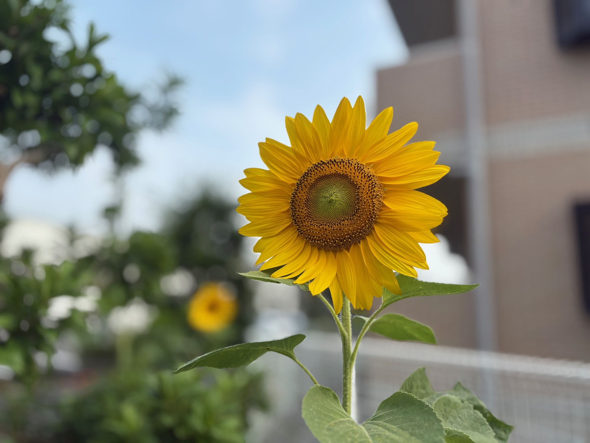 🌻