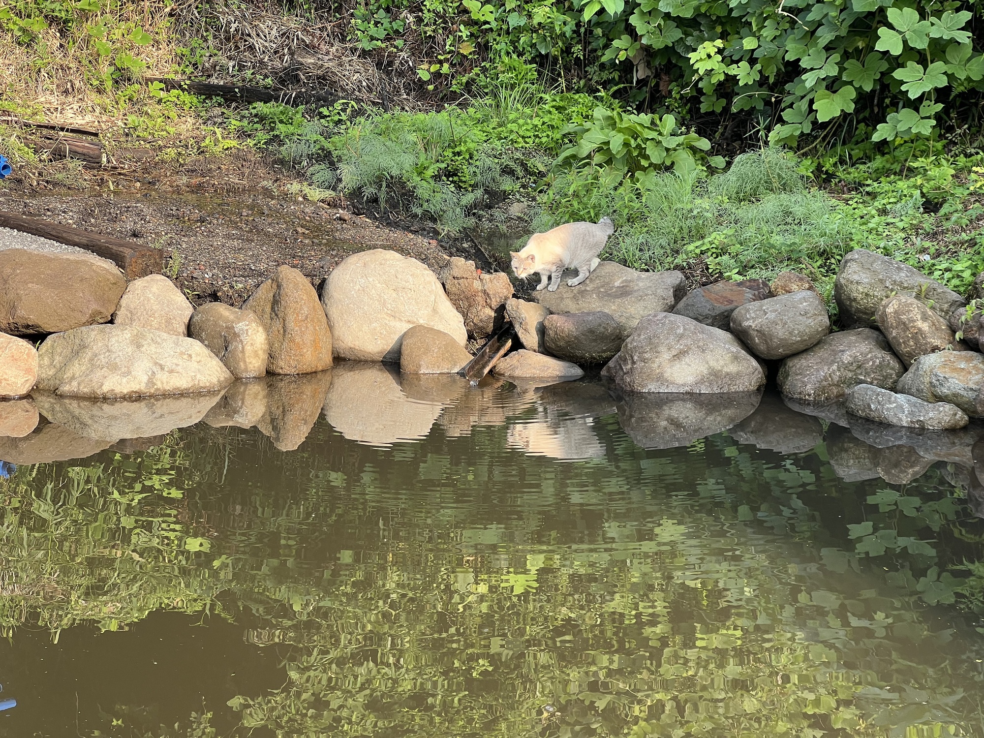 かぁーーー
