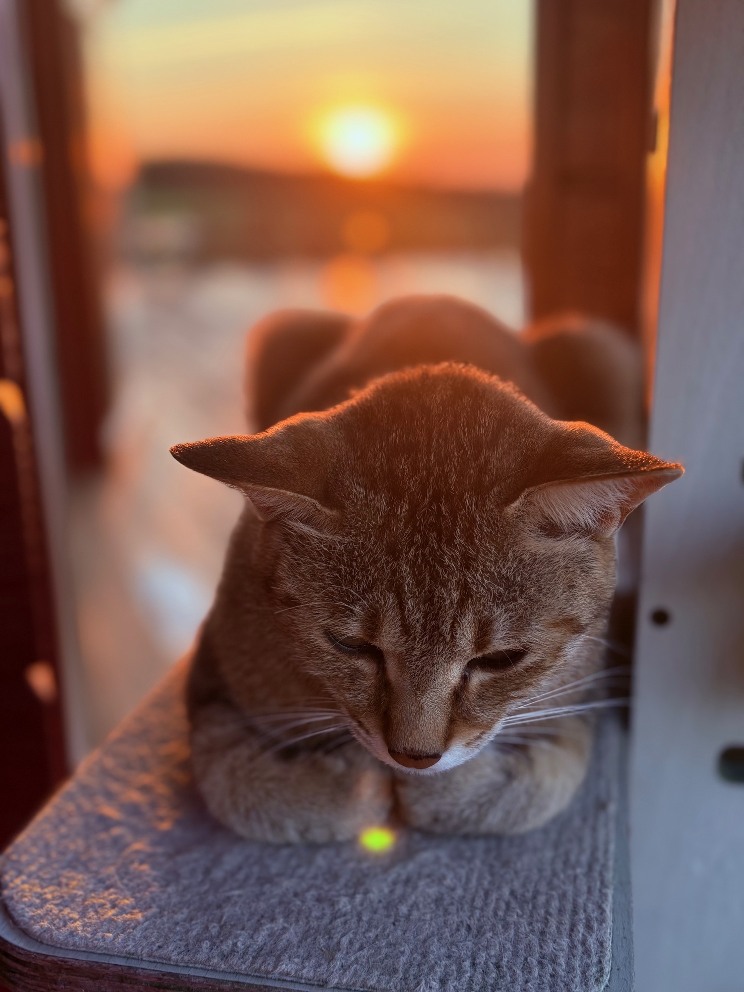 ☀️×🐈