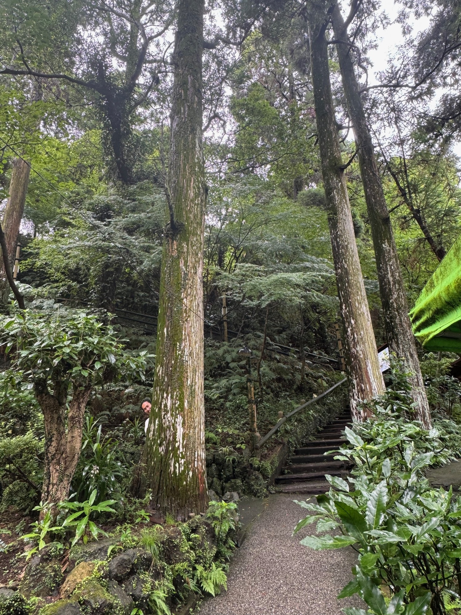 🌳