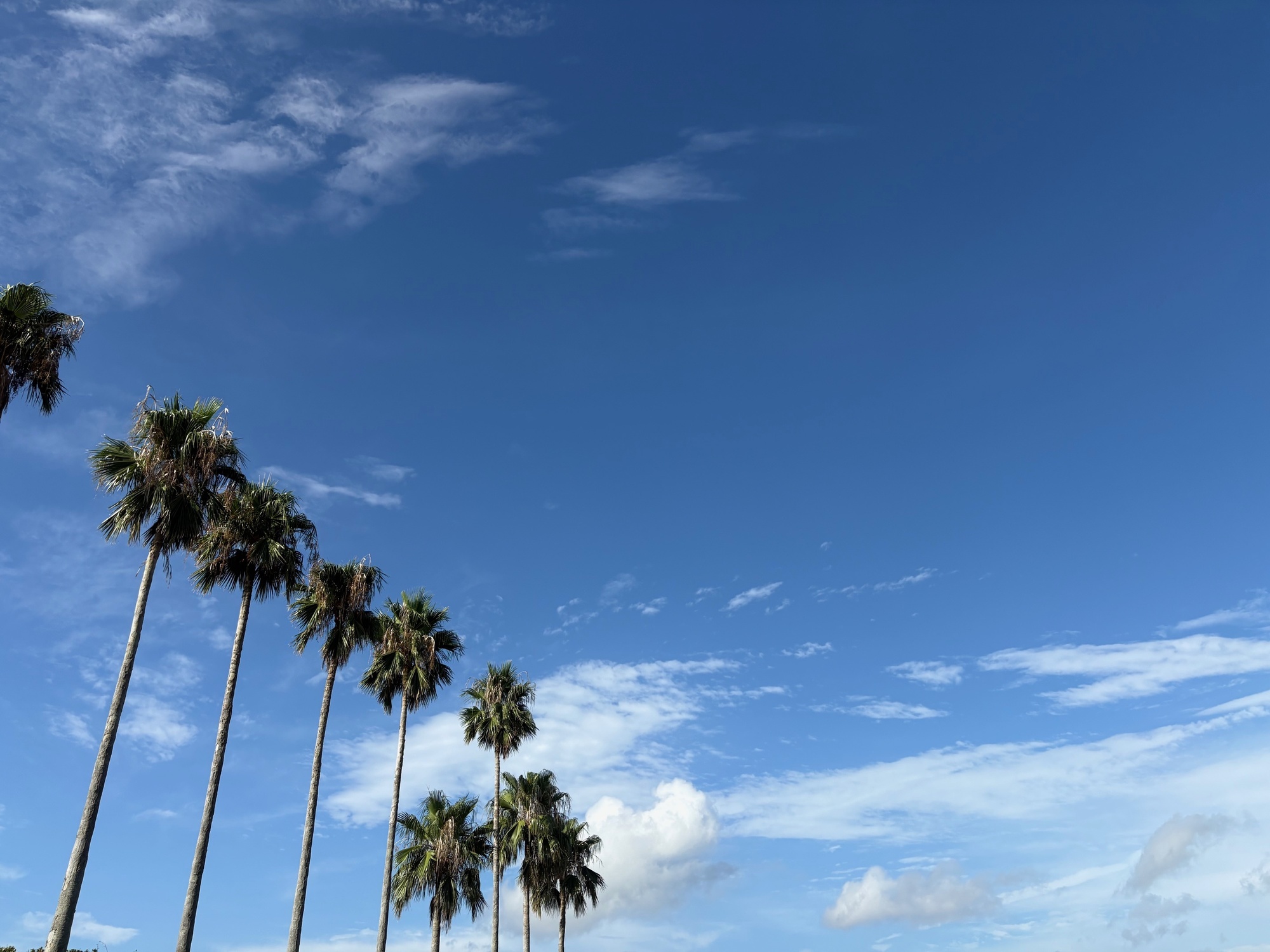 🌴