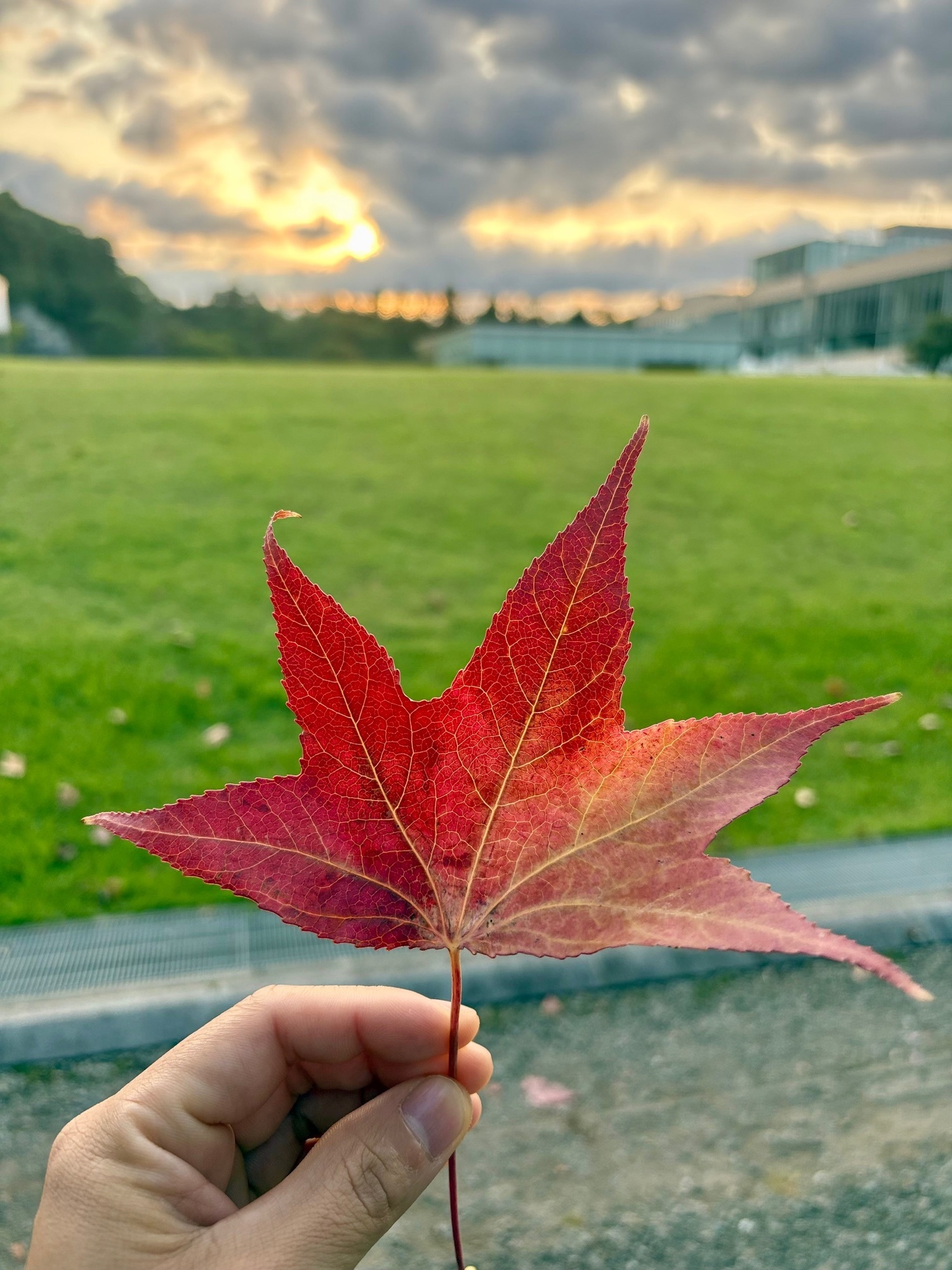 🍁