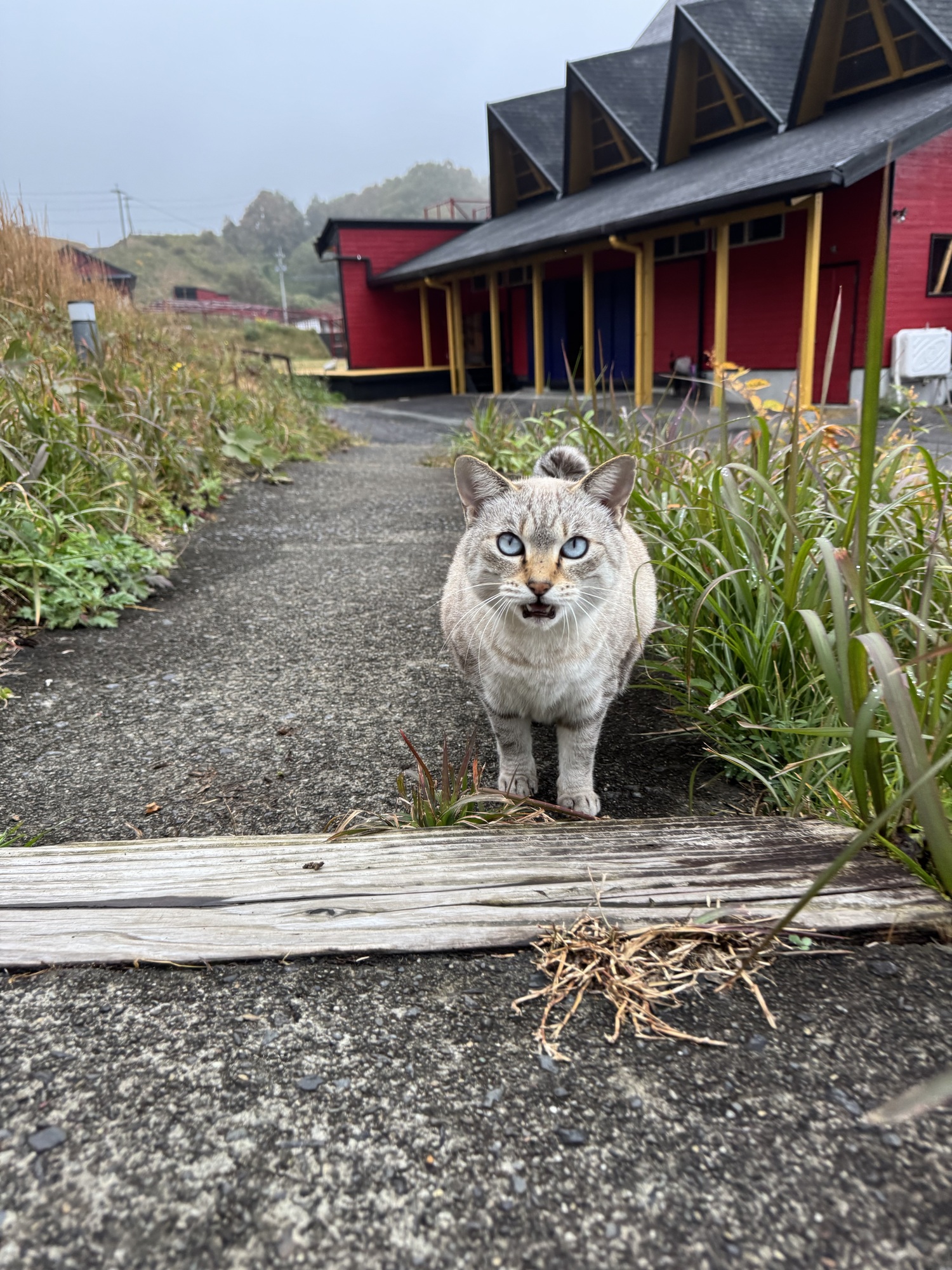 はじまりました