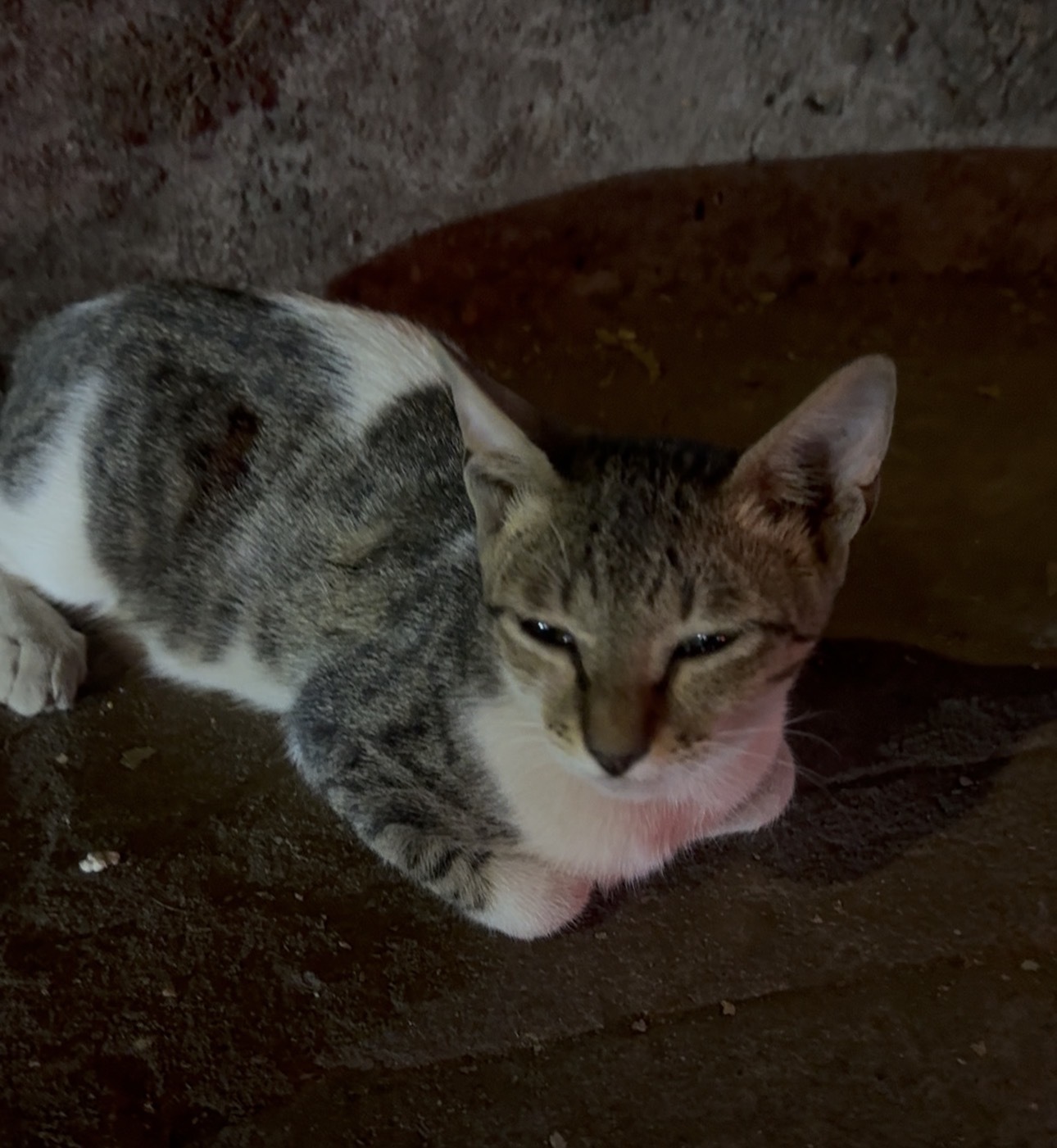 インドアニマル集