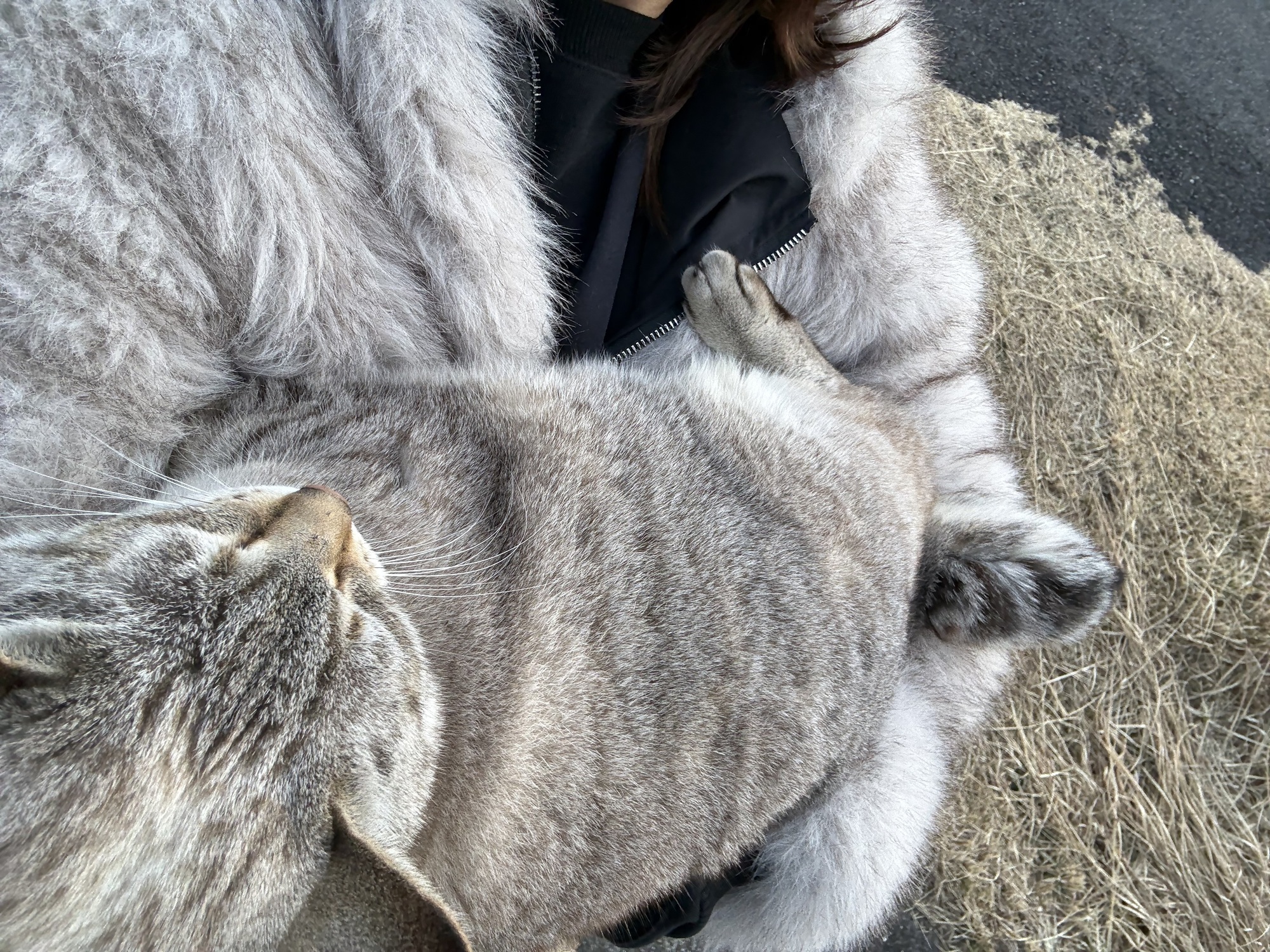 カメレオンやすこ