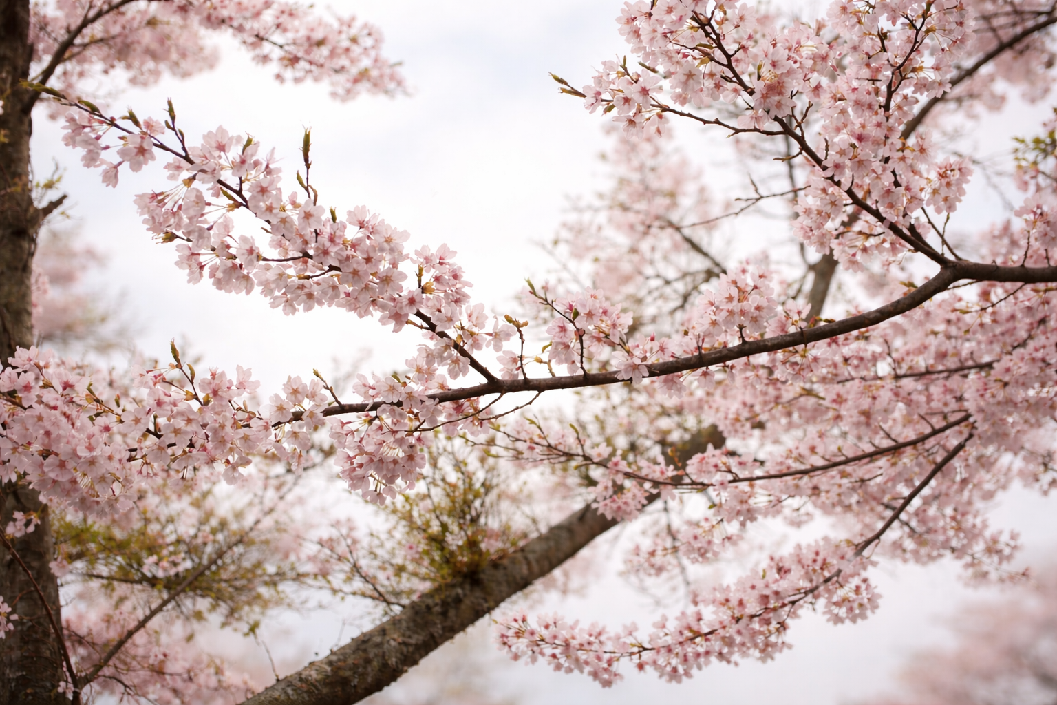 🌸