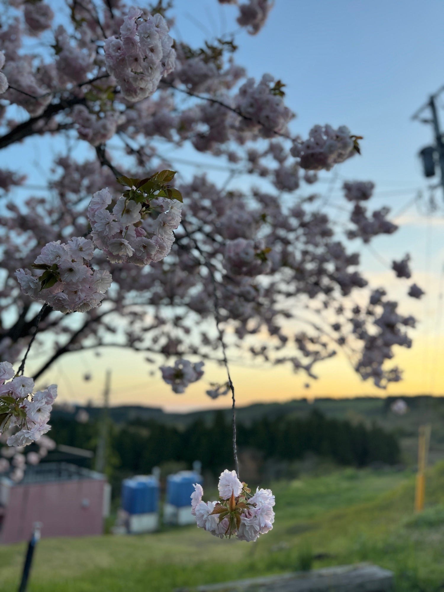 🌸