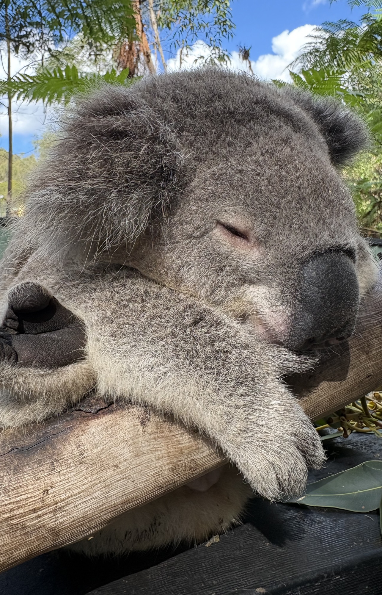 🐨