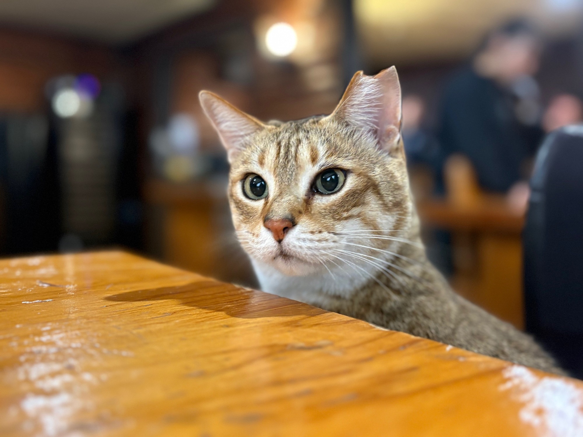 🐈