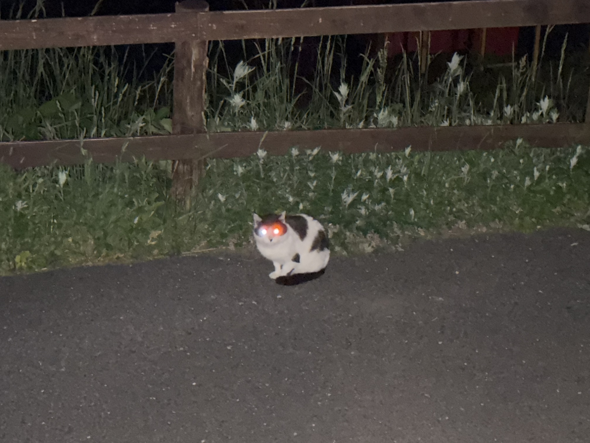 🐈