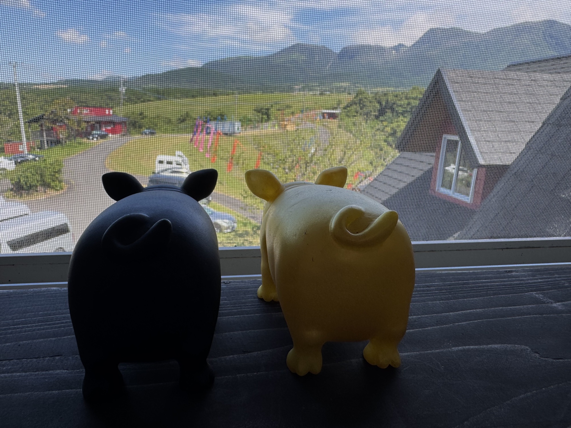 🐽