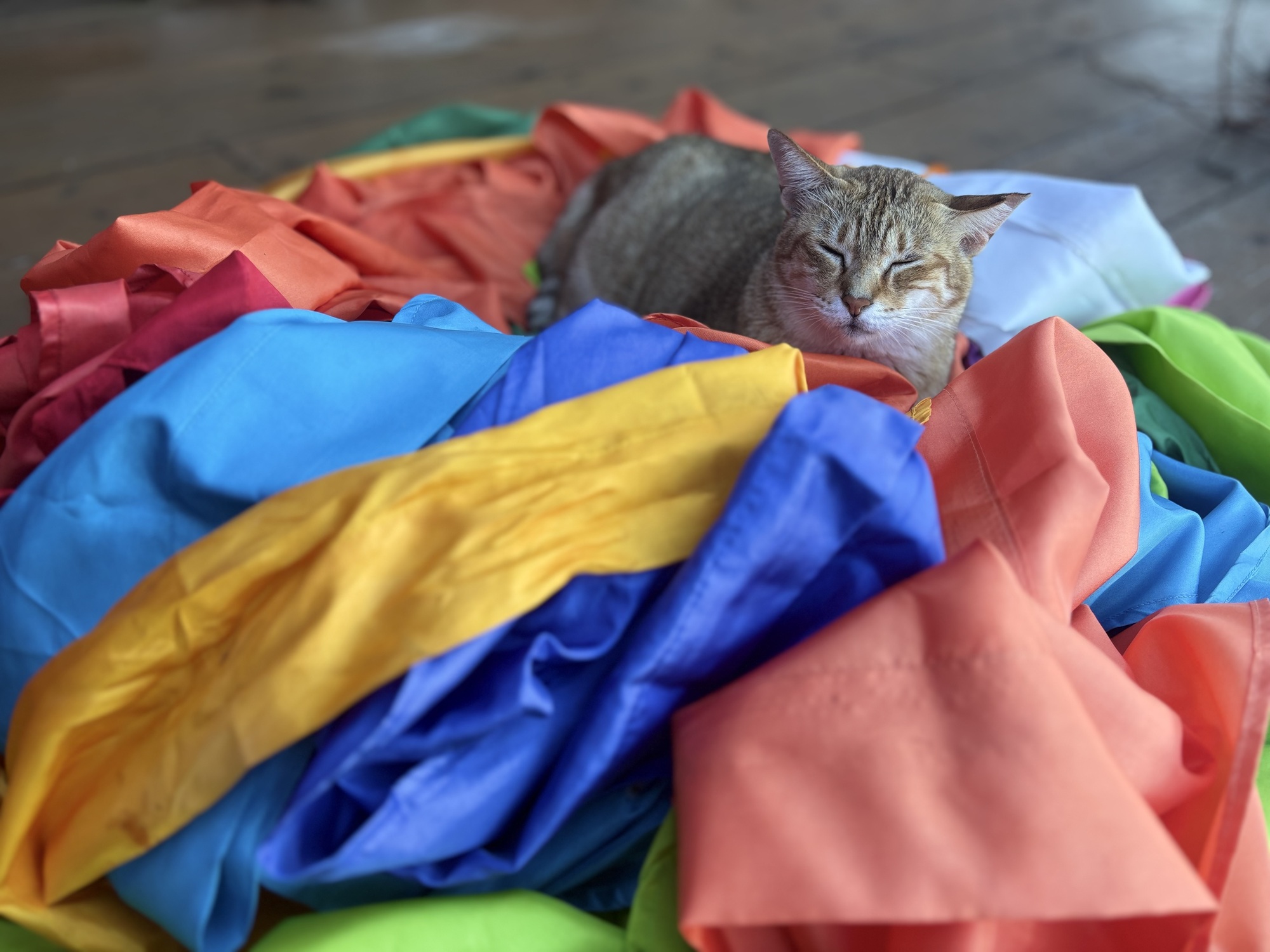 🐈