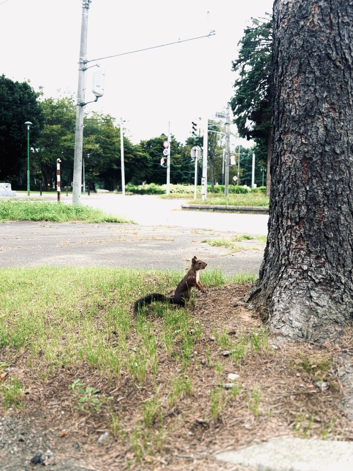 🐿️