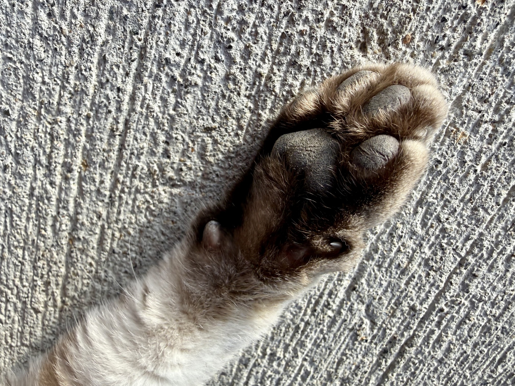 里ねこクイズ