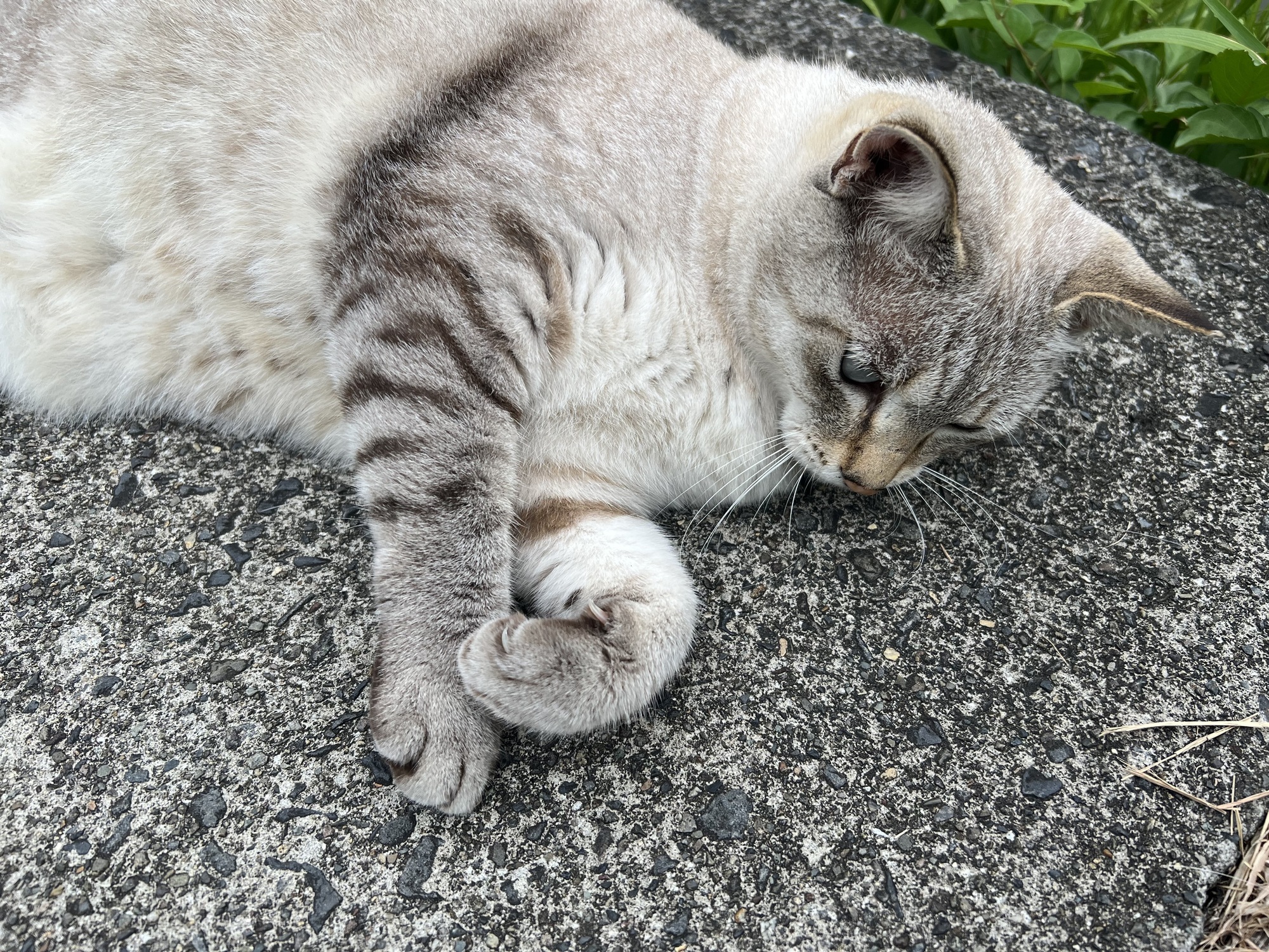 🐈🐾