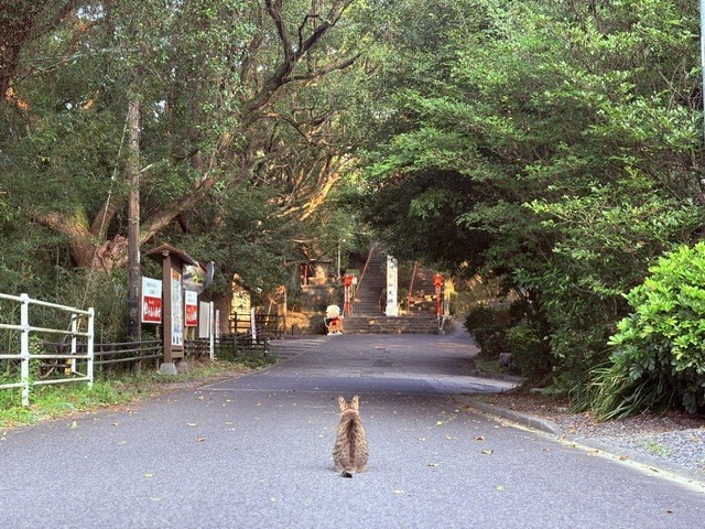 🐈