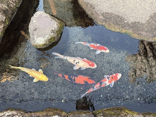 🐟