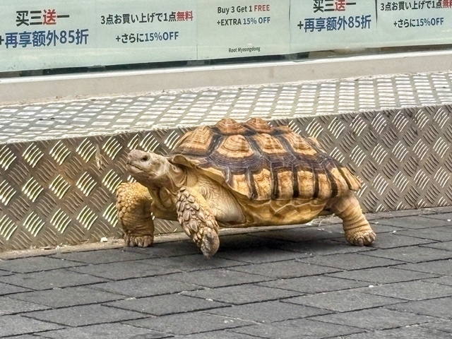 明洞🇰🇷🇰🇷🇰🇷