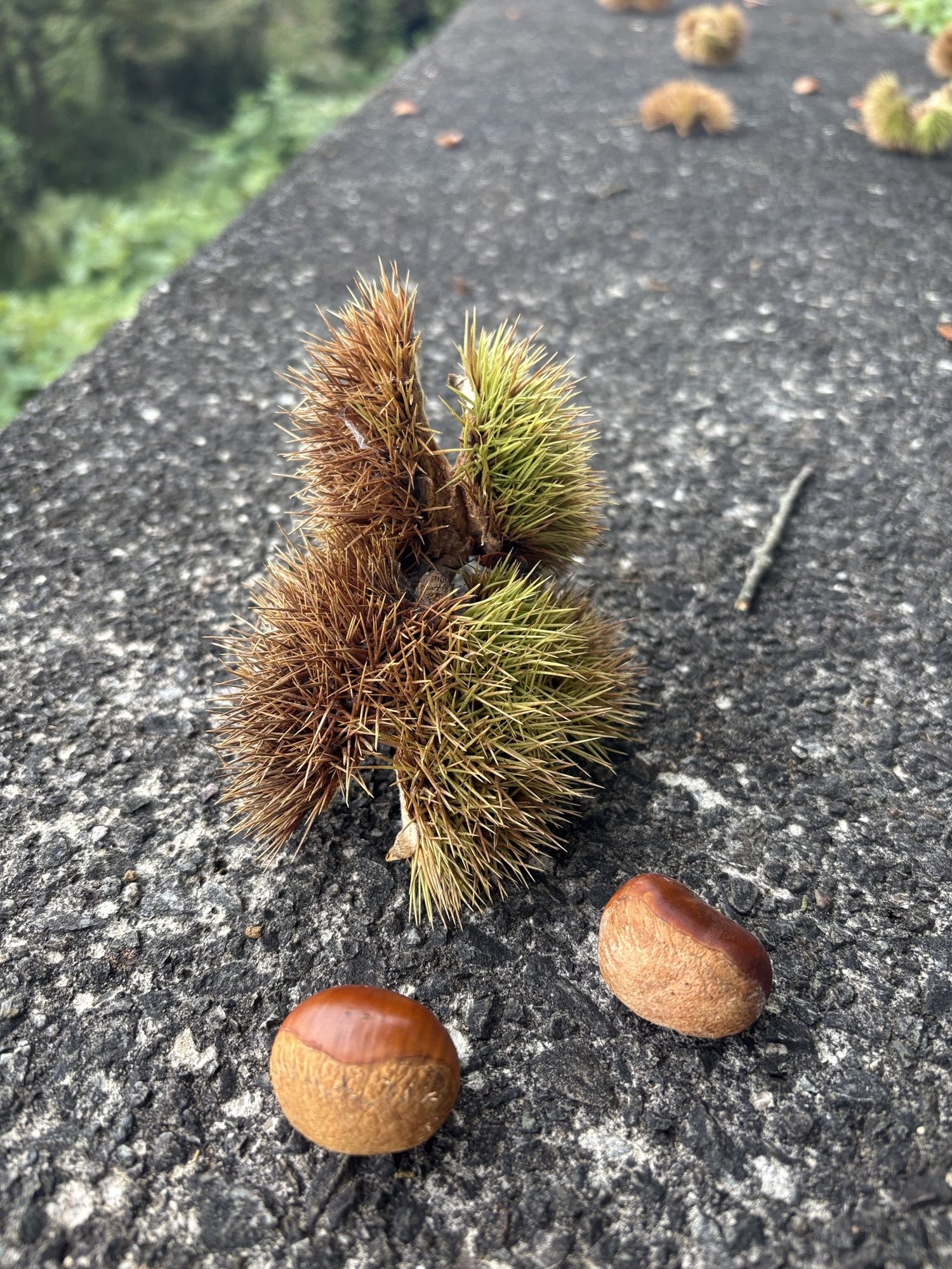 🌰