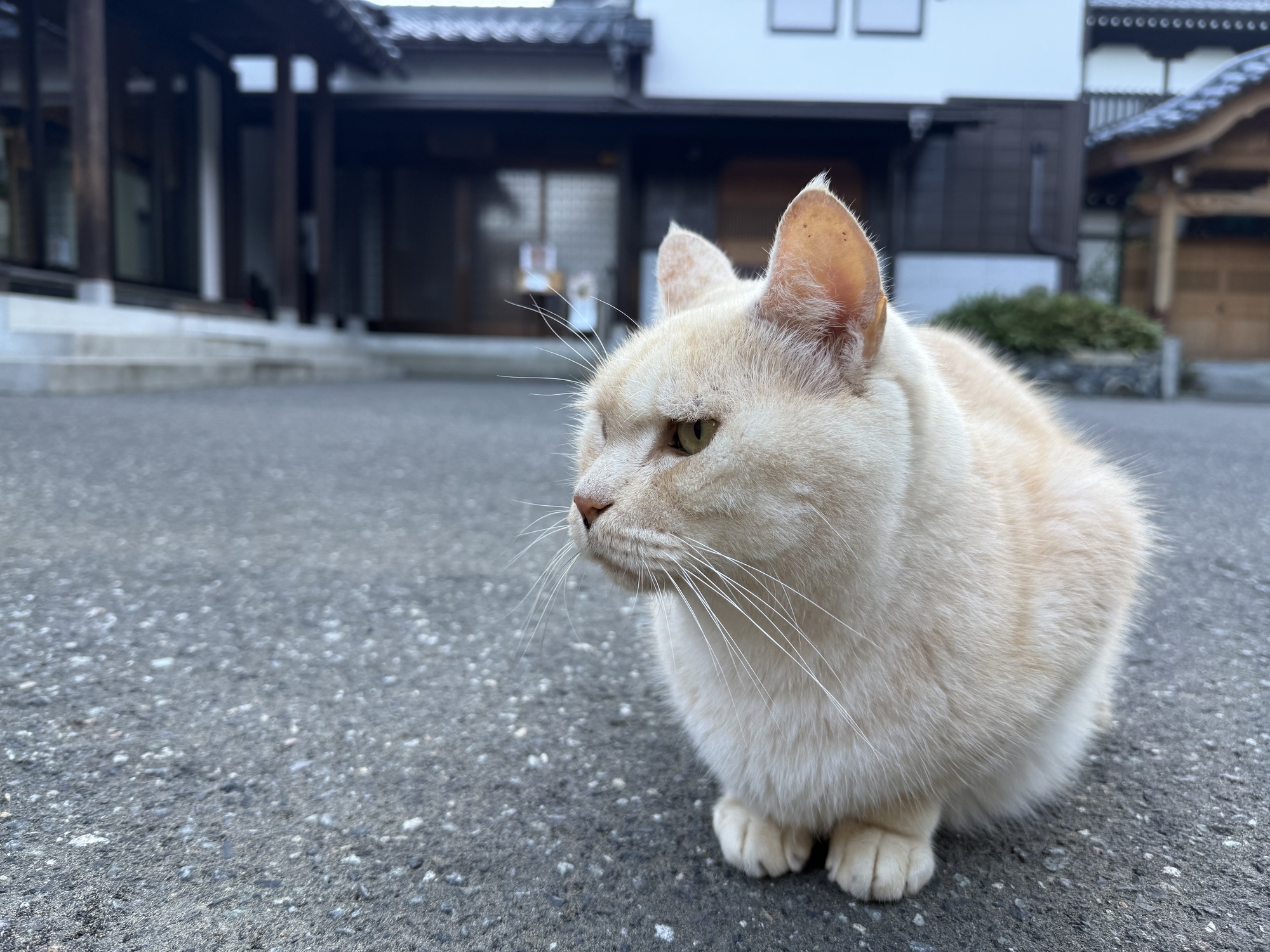 南越前
