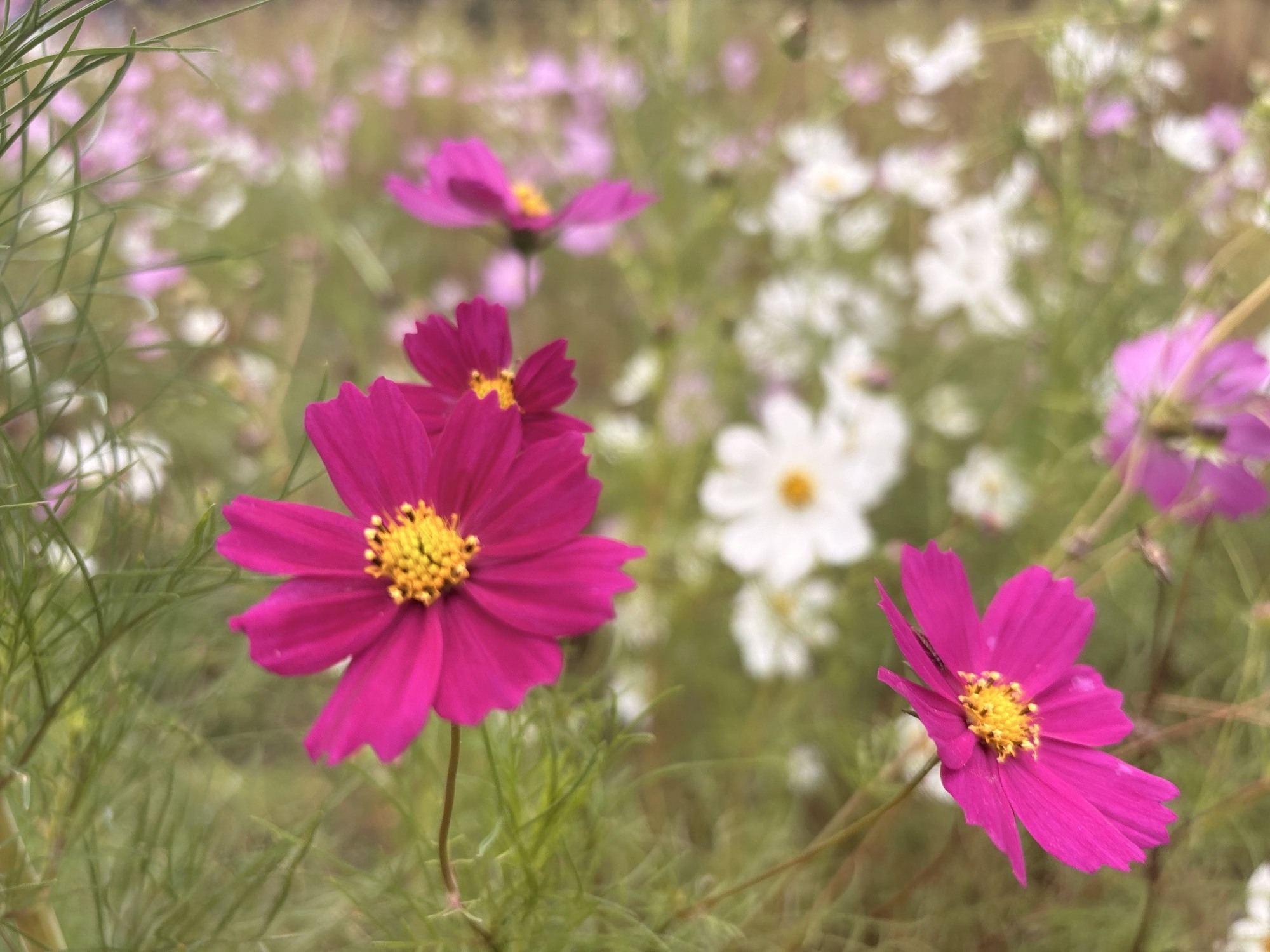 🌸